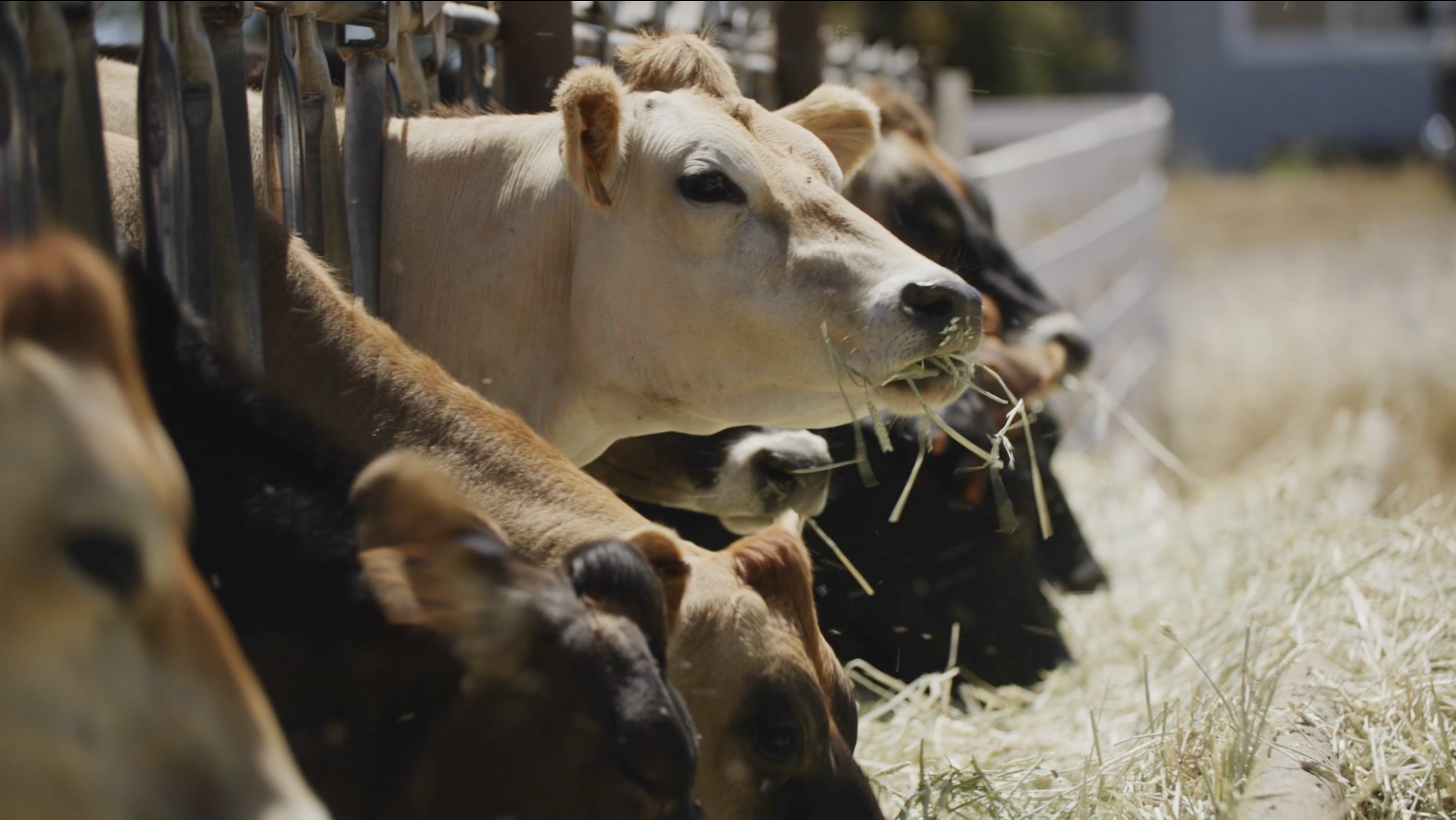 Types of farmers Nexa needed to reach